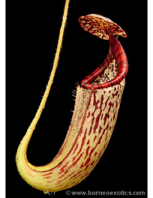 Nepenthes burbidgeae x glandulifera (BE-3705)