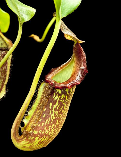 Nepenthes maxima x (lowii x macrophylla)