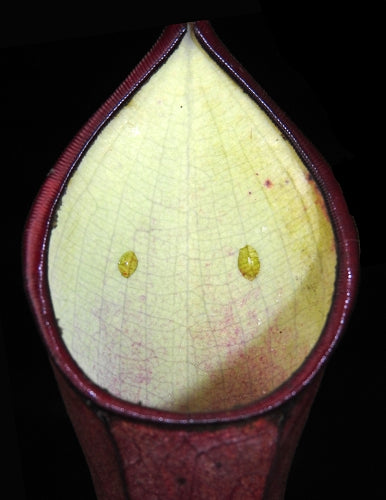 Nepenthes ramispina x reinwardtiana