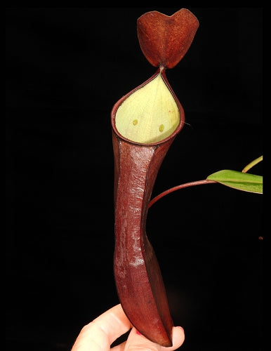 Nepenthes ramispina x reinwardtiana