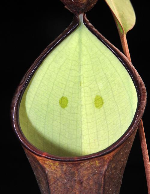 Nepenthes ramispina x reinwardtiana