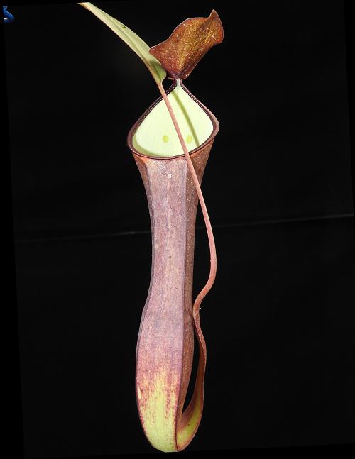 Nepenthes ramispina x reinwardtiana