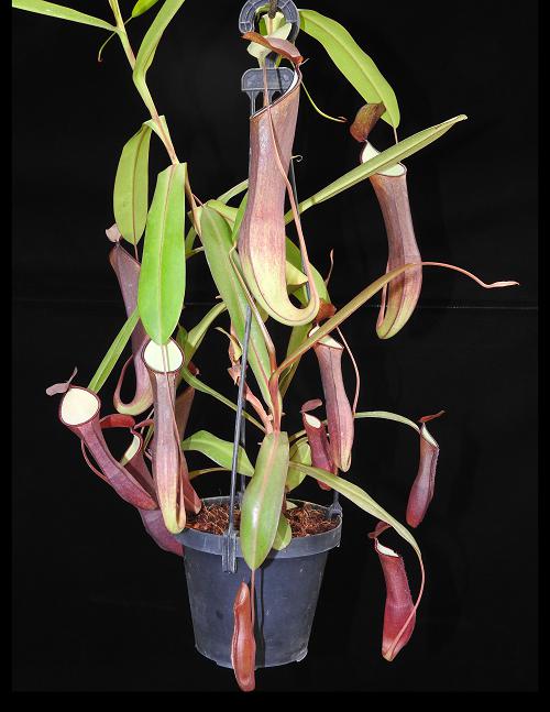 Nepenthes ramispina x reinwardtiana