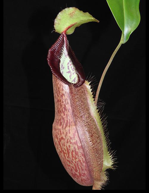Nepenthes spathulata x hamata (BE-3712)