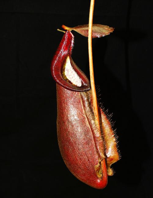 Nepenthes densiflora x rafflesiana