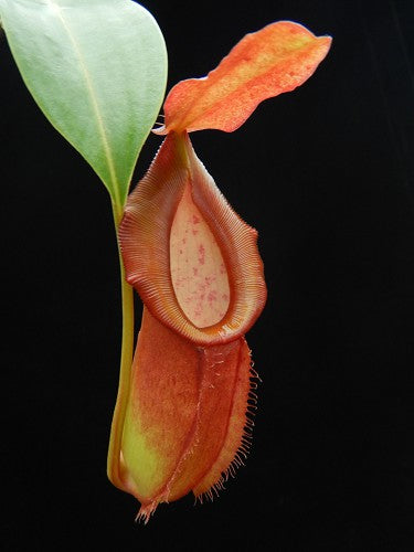 Nepenthes spathulata x dubia