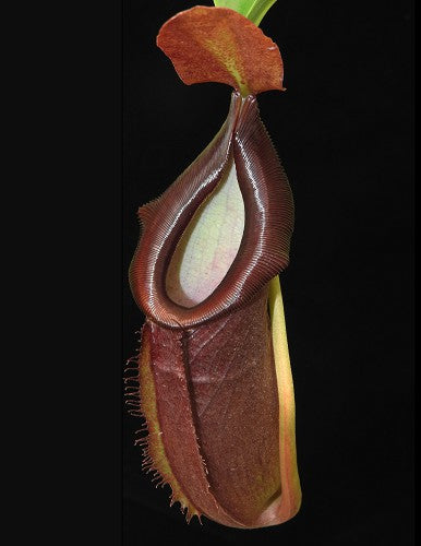 Nepenthes spathulata x dubia