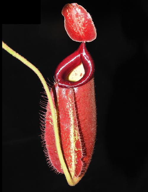 Nepenthes robcantleyi x ampullaria