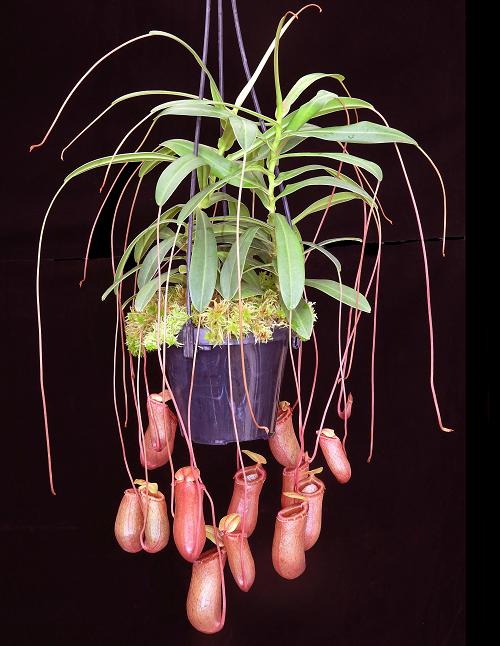 Nepenthes aenigma