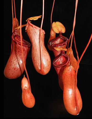 Nepenthes ventricosa