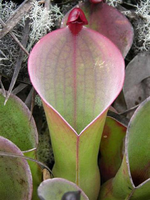 Heliamphora heterodoxa