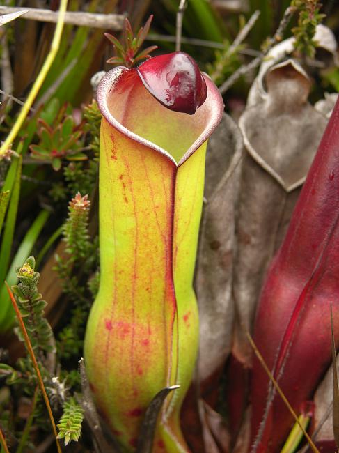 Heliamphora heterodoxa