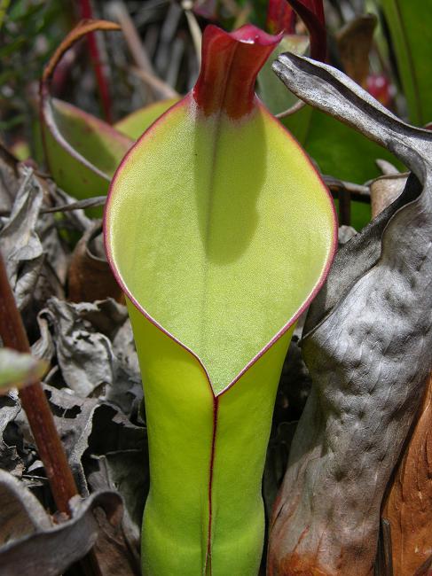 Heliamphora heterodoxa