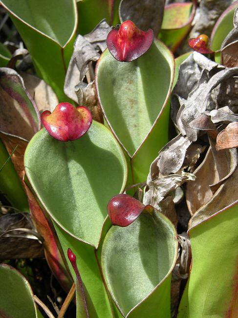 Heliamphora heterodoxa