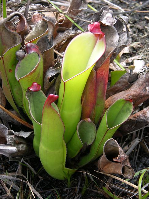 Heliamphora heterodoxa