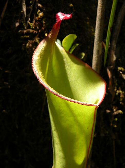 Heliamphora heterodoxa