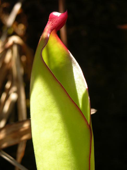 Heliamphora heterodoxa