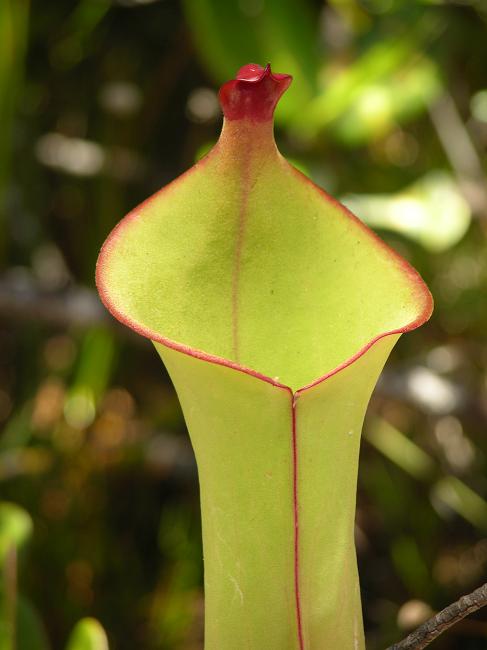 Heliamphora heterodoxa