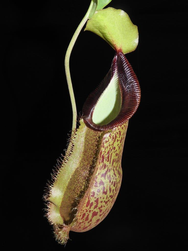 Nepenthes spathulata x hamata (BE-3843)
