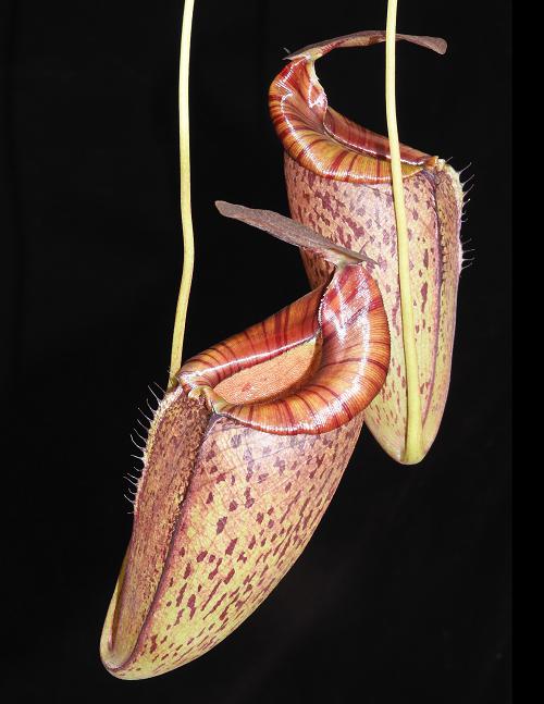 Nepenthes spectabilis x tenuis