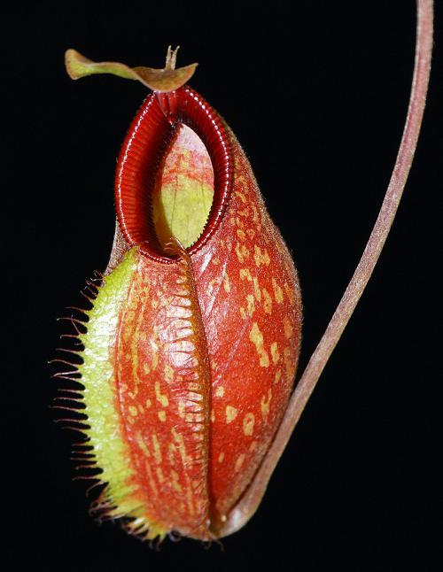 Nepenthes aristolochioides x hamata