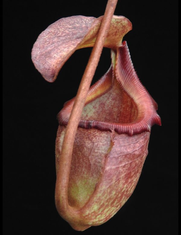 Nepenthes rajah x (burbidgeae x edwardsiana) (BE-3902)