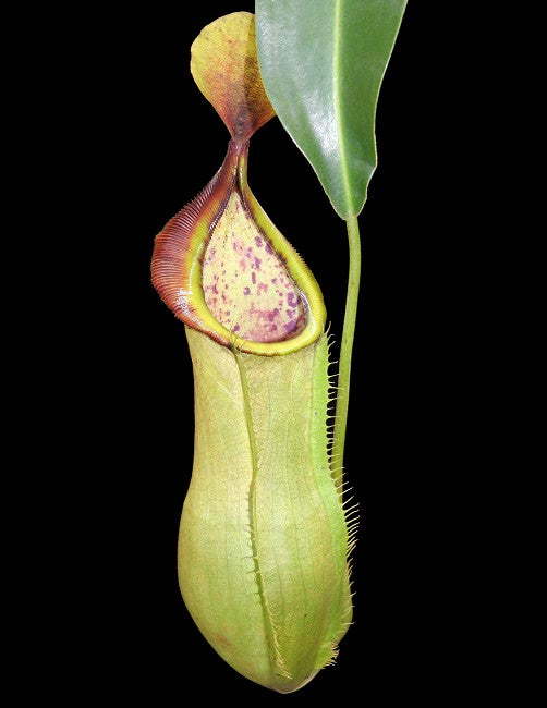 Nepenthes spathulata x tobaica