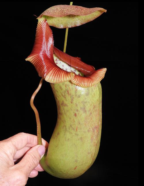 Nepenthes ventricosa x robcantleyi