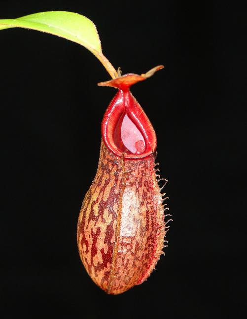 Nepenthes ramispina x aristolochioides