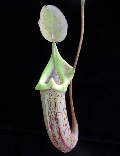 Nepenthes platychila x robcantleyi