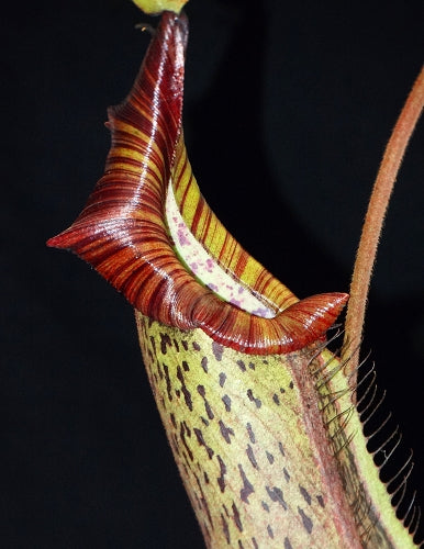 Nepenthes platychila x robcantleyi