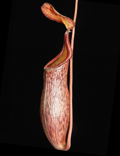 Nepenthes ceciliae