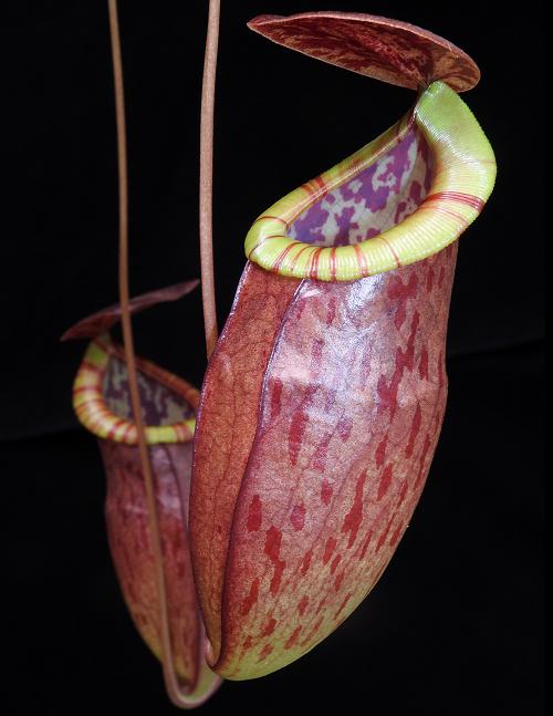 Nepenthes eustachya x tenuis