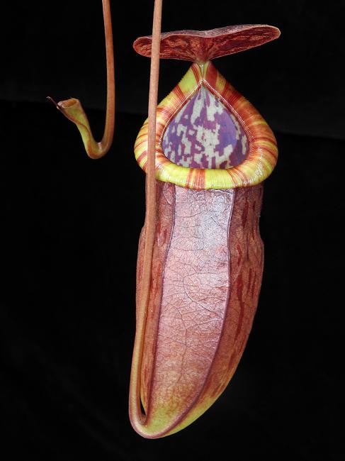 Nepenthes eustachya x tenuis