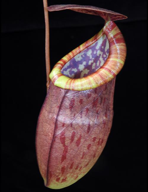 Nepenthes eustachya x tenuis