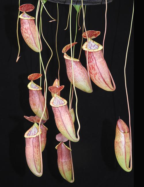 Nepenthes eustachya x tenuis