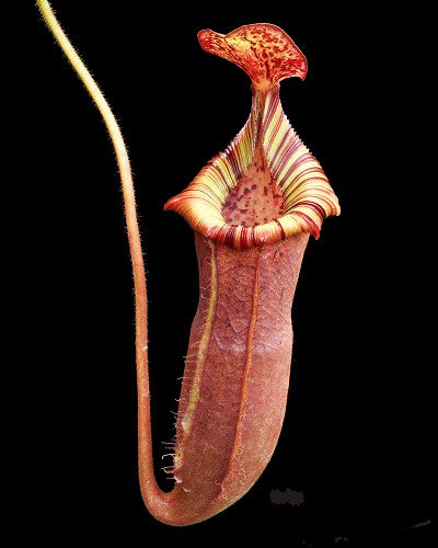 N. (veitchii x lowii) x (burbidgeae x edwardsiana)