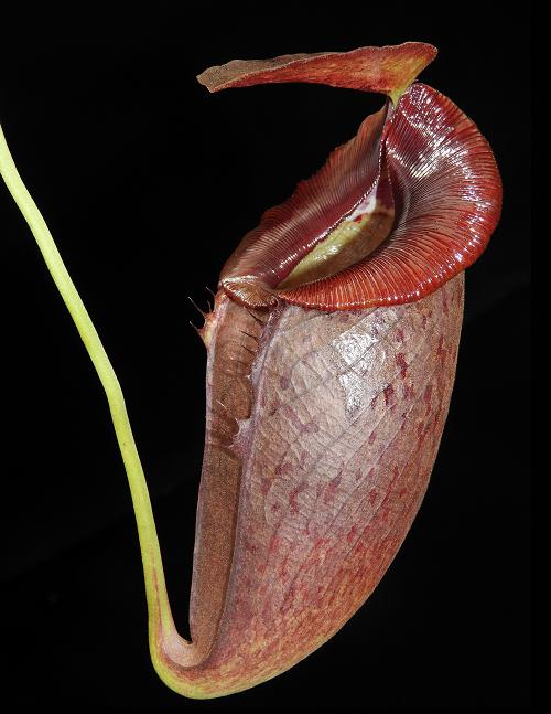 Nepenthes spathulata x tenuis