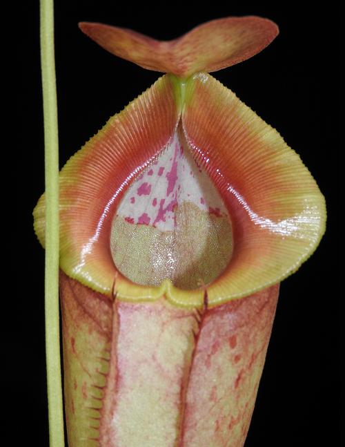 Nepenthes spathulata x tenuis