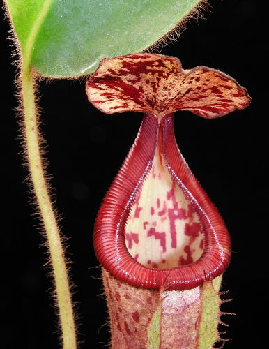 Nepenthes glandulifera x (burbidgeae x edwardsiana)