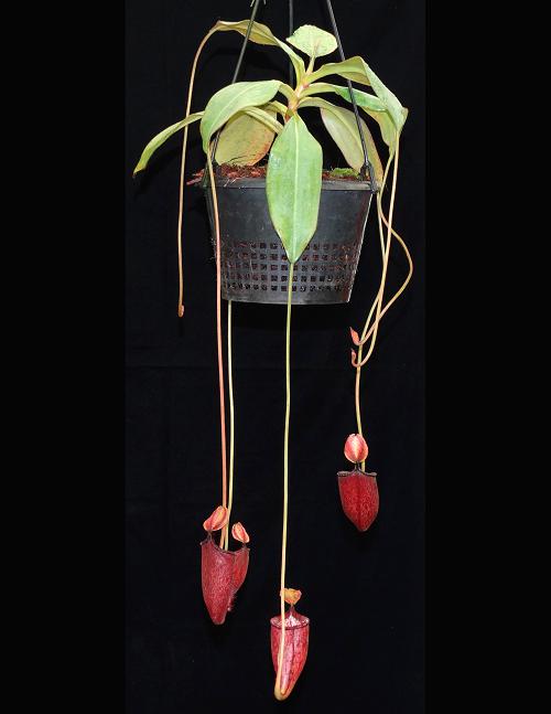 Nepenthes palawanensis