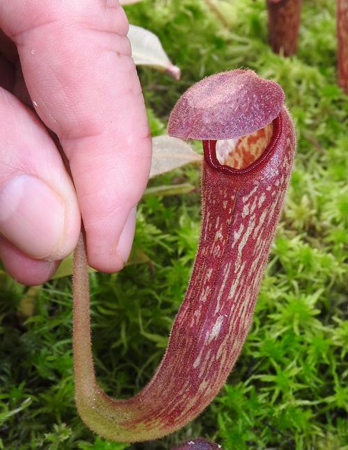 Nepenthes klossii (Clone 263)