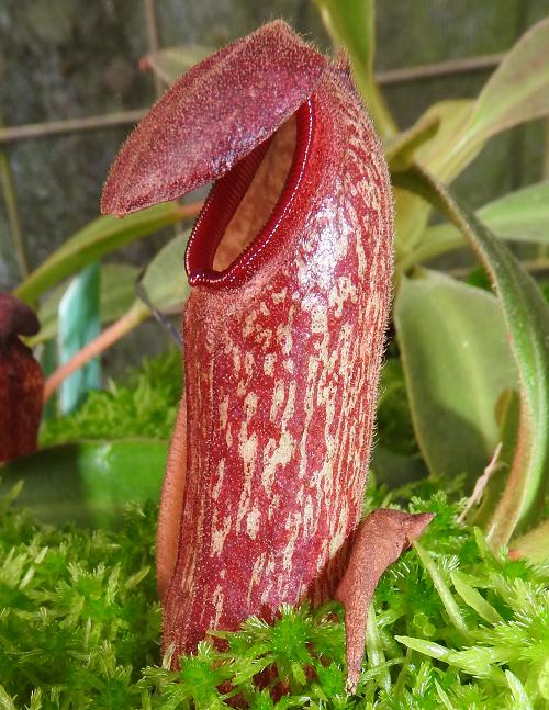 Nepenthes klossii (Clone 263)