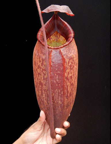 Nepenthes peltata