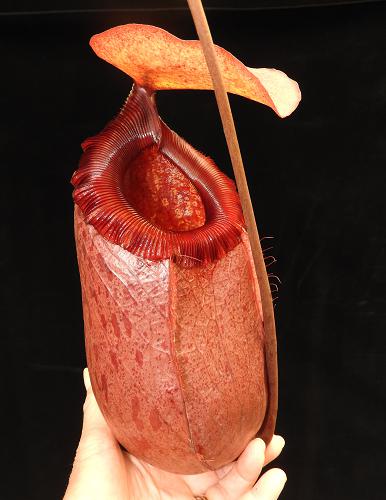Nepenthes sibuyanensis x merrilliana