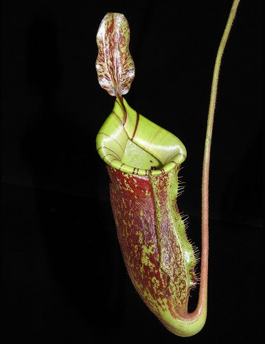 Nepenthes ampullaria x (veitchii x lowii)