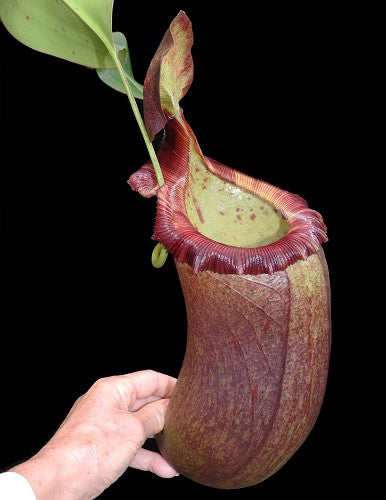 Nepenthes (ventricosa x sibuyensis) x robcantleyi