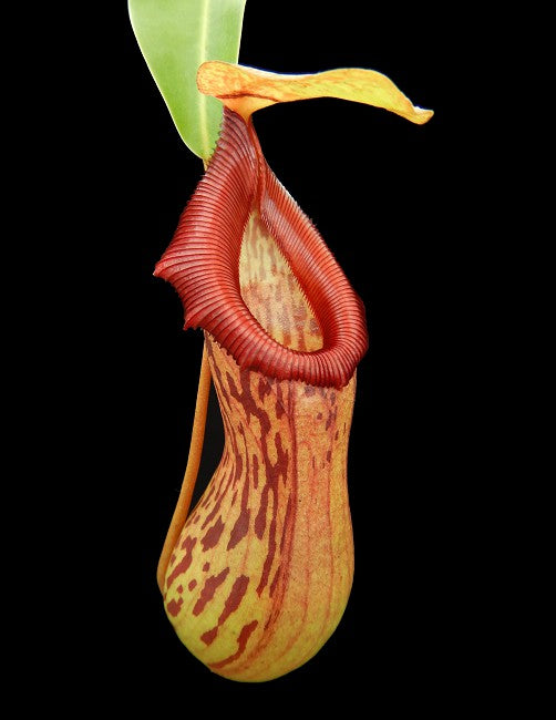 Nepenthes burkei Mt Halcon