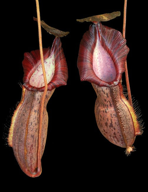 Nepenthes spathulata x spectabilis (BE-4528)