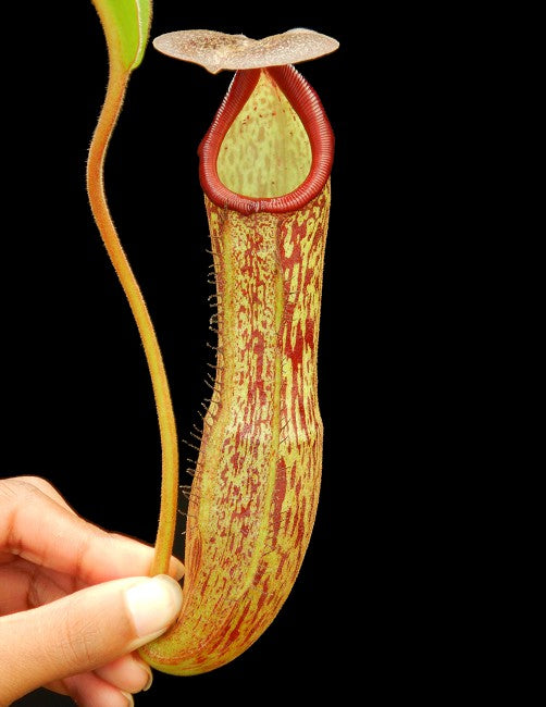 Nepenthes boschiana x klossi